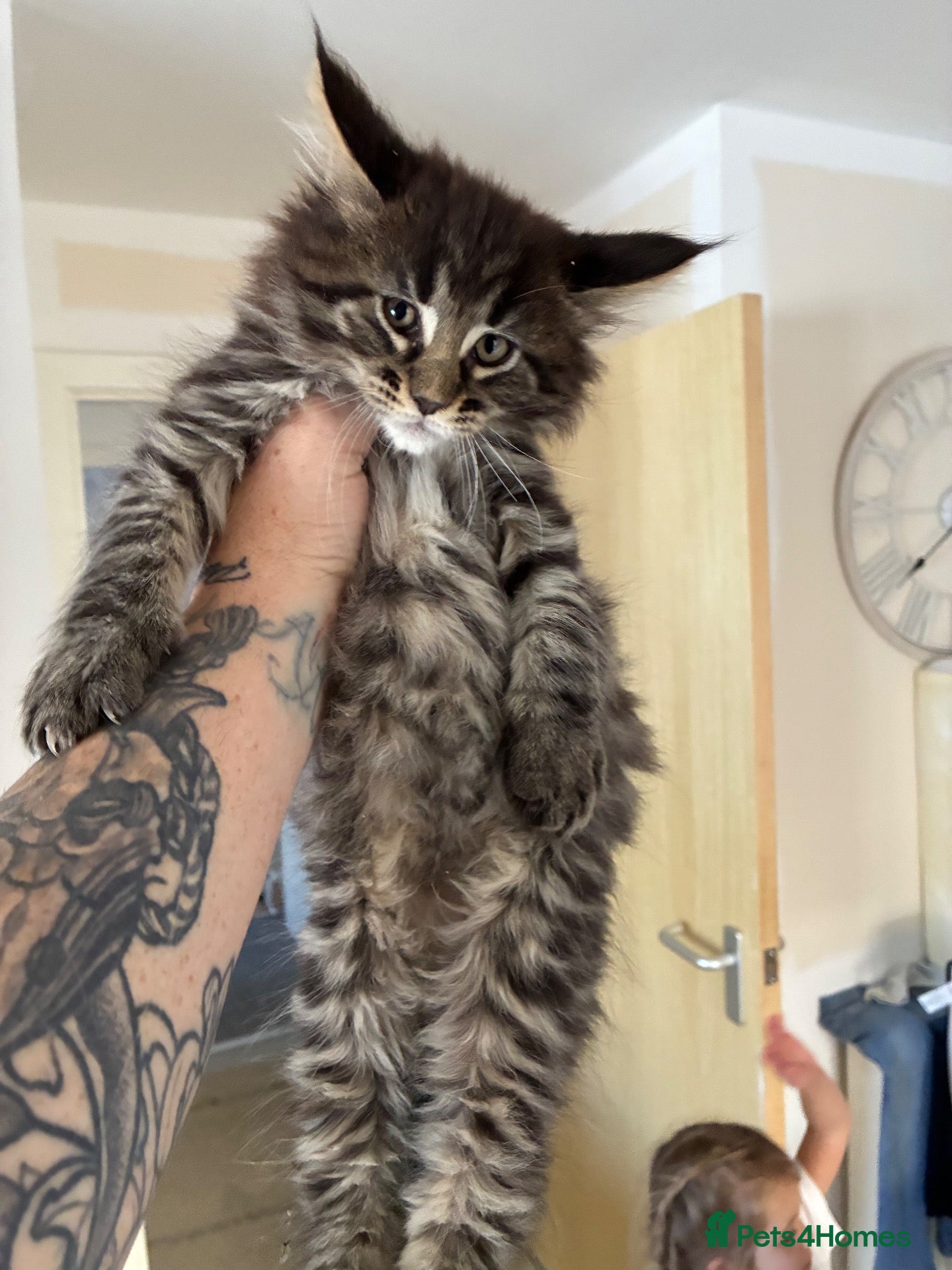 Maine Coon cats Maine coon baby’s  - Advert 9