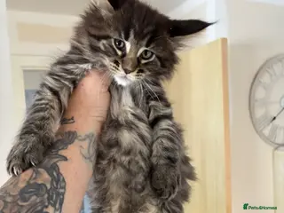 Maine Coon cats Maine coon baby’s - Advert 9