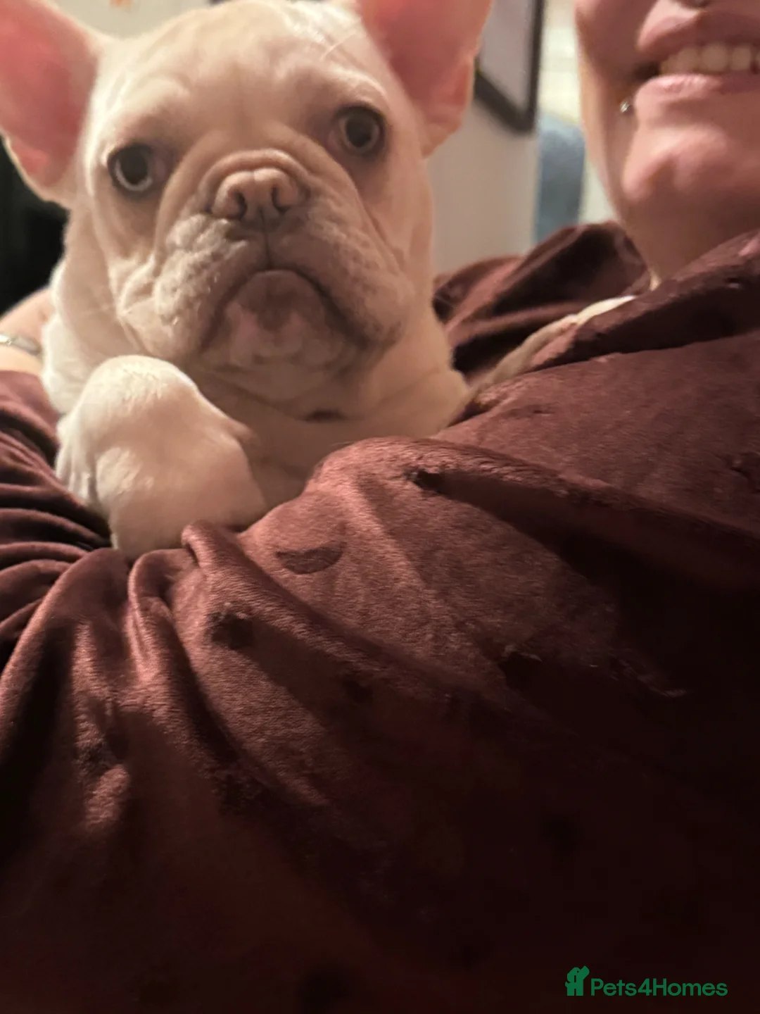 French Bulldog dogs for sale: Girl French Bulldog 11 months  - Advert 4