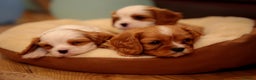 Cavalier King Charles Spaniel dogs for sale: Pure breed cavalier King Charles puppies - Advert 26