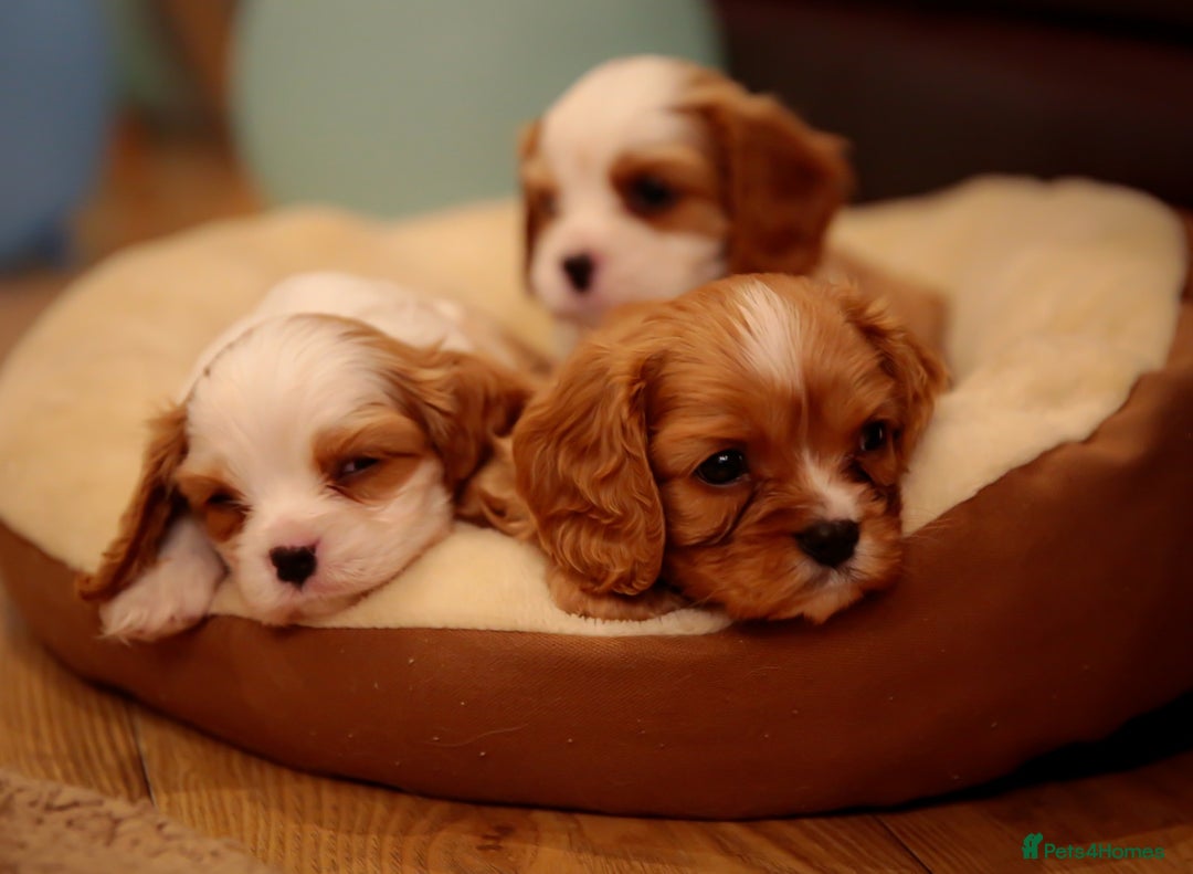 Cavalier King Charles Spaniel dogs for sale: Pure breed cavalier King Charles puppies - Advert 26