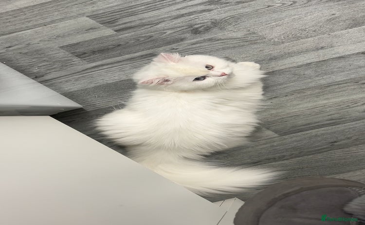 Persian cats - Advert 10