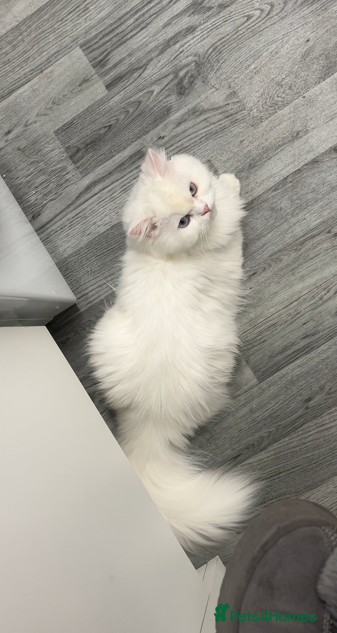 Persian cats for sale: Gorgeous one year old baby girl😍 - Image 1