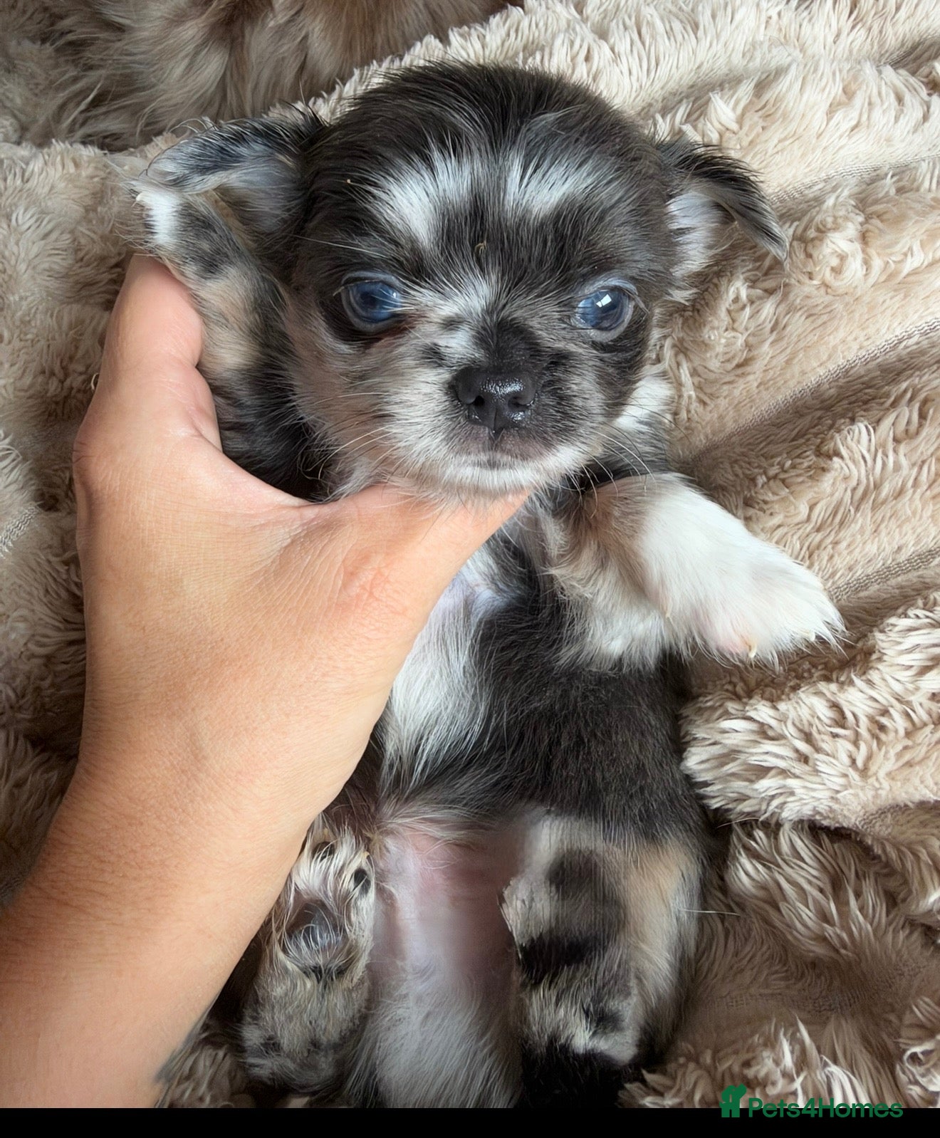 Chihuahua dogs Beautiful Longhair Chihuahuas  - Advert 15