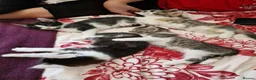 Mixed Breed cats for sale: 4 gorgeous kitten looking for their forever home - Advert 38
