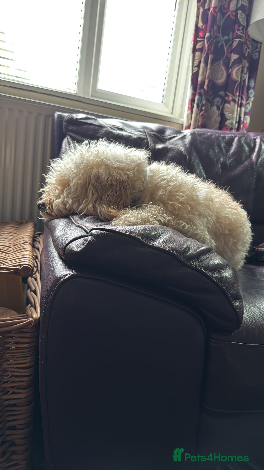 Cockapoo dogs for sale: Looking to rehome Hugo - Advert 2