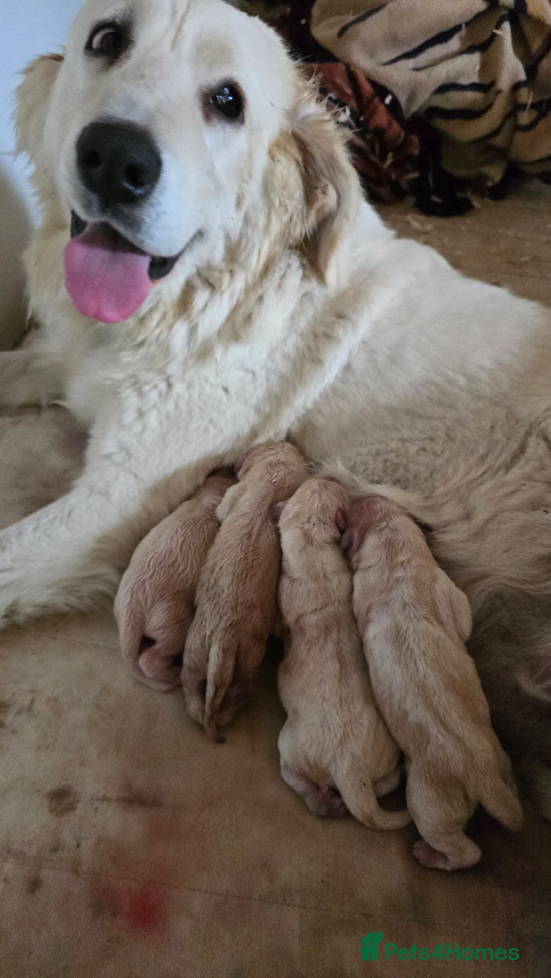 Pyrenean Mountain Dog dogs for sale: Polish tatra mountain dog - Advert 2