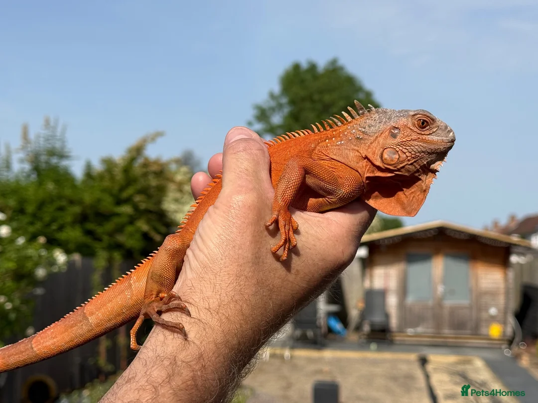 Iguana reptiles for sale: Iguana T Abino  - Advert 7