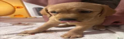 Goldador dogs for sale: Goldador with a dash of dalmation  - Advert 5