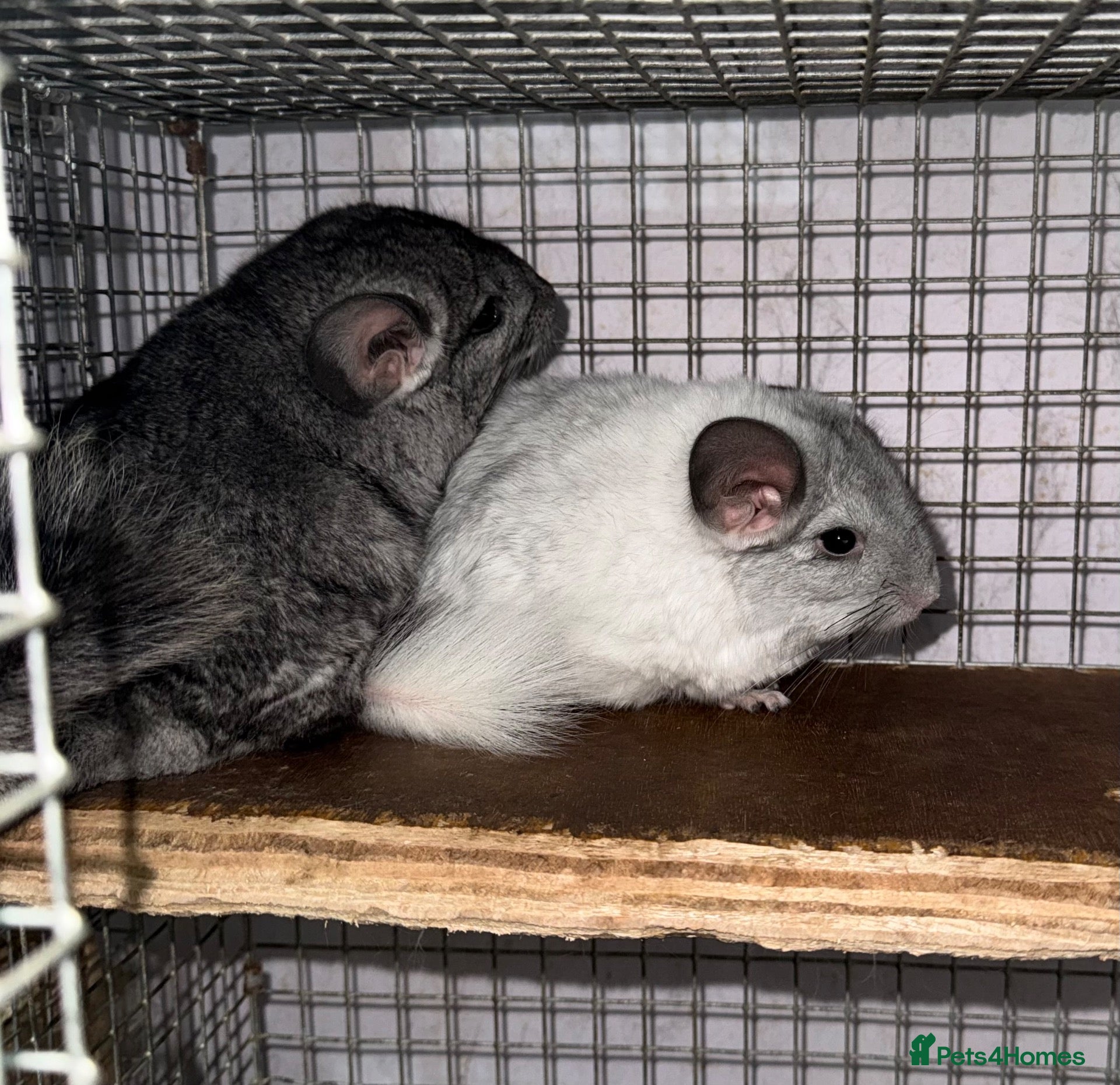Chinchilla rodents Chinchilla kits  - Advert 2