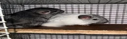 Chinchilla rodents for sale: Chinchilla kits  - Advert 2