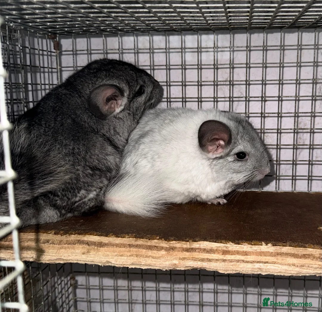 Chinchilla rodents for sale: Chinchilla kits  - Advert 2