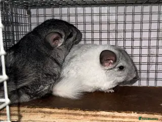 Chinchilla rodents Chinchilla kits - Advert 2