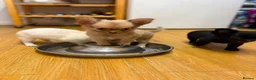 Chihuahua dogs for sale: Stunning Chihuahua Puppies Ready Now🐾 - Advert 7