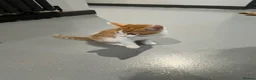 Mixed Breed cats for sale: Ginger and white short hair male - Advert 8