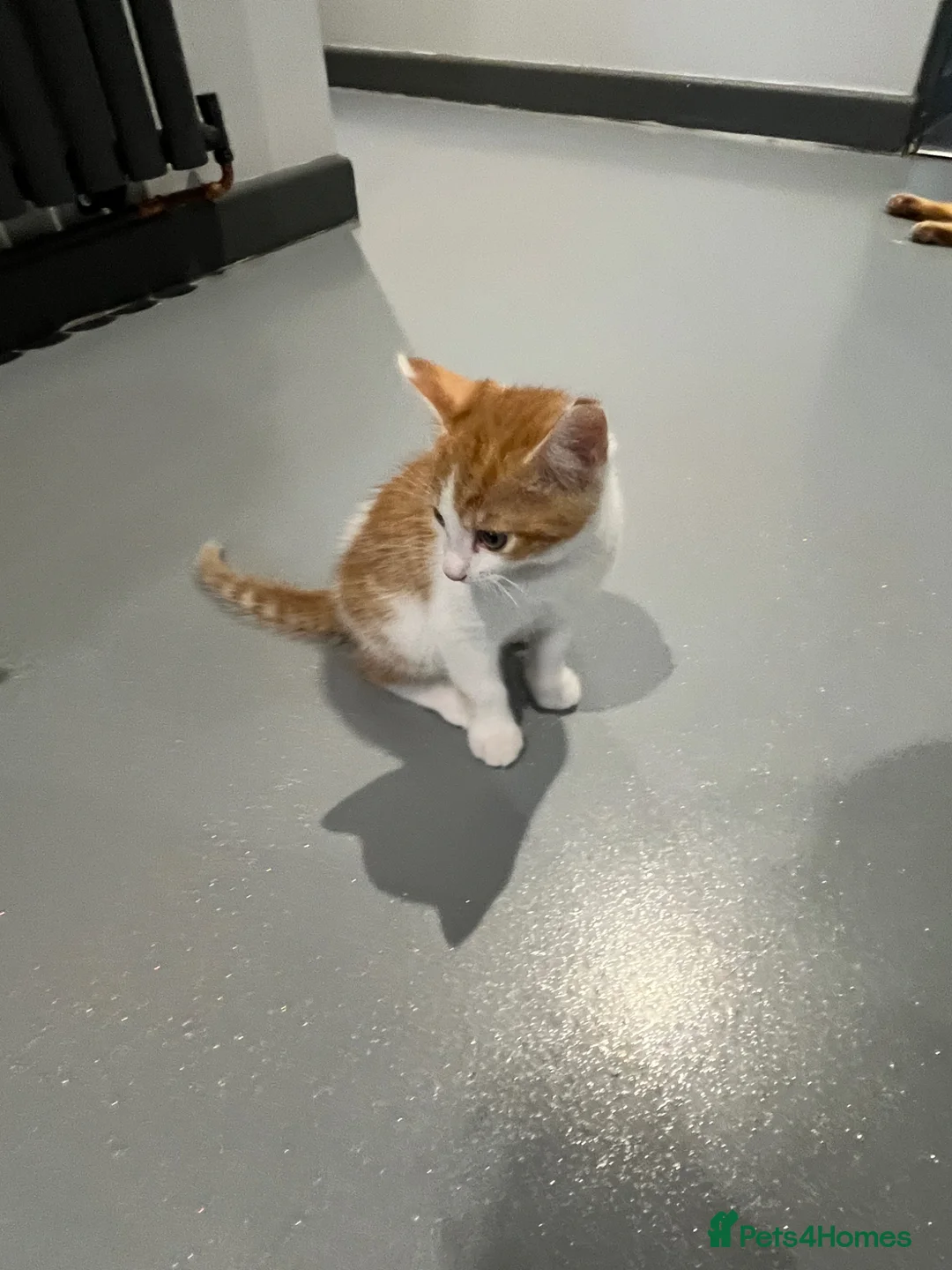 Mixed Breed cats for sale: Ginger and white short hair male - Advert 8