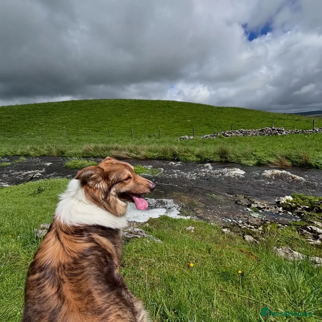 Mixed Breed dogs for adoption: Meet Teddy, currently residing in Lincolnshire  in Mablethorpe - Advert 6