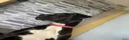 Great Dane dogs for sale: Great Dane Puppies in Londonderry - Advert 8