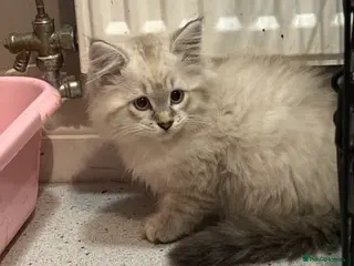 British Shorthair cats Half British shorthair half ragdoll kitten - Advert 3