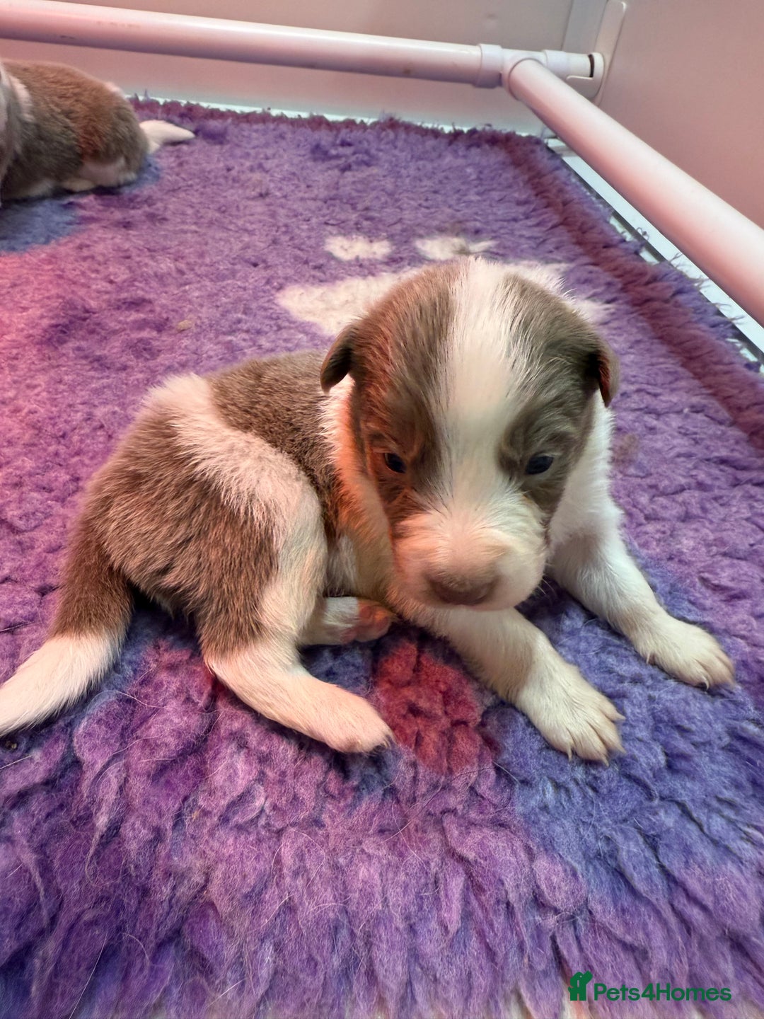 Border Collie dogs for sale: Stunning rough coated KC Reg Health tested pups  - Advert 8