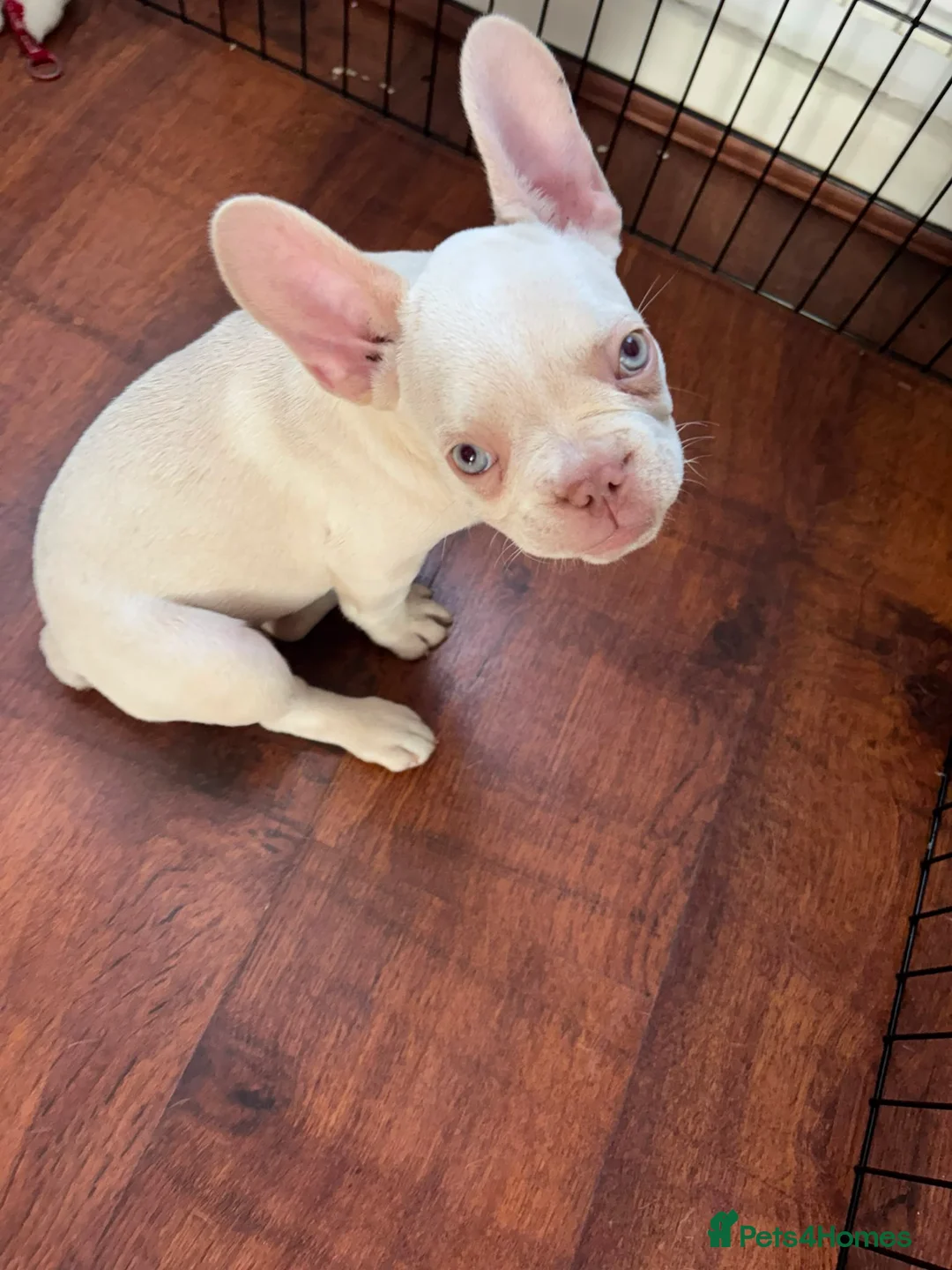 French Bulldog dogs for sale: 2 French bull dog puppies  - Advert 15