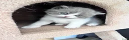 British Shorthair cats for sale: TICA registered pedigree British Shorthair kittens - Advert 9