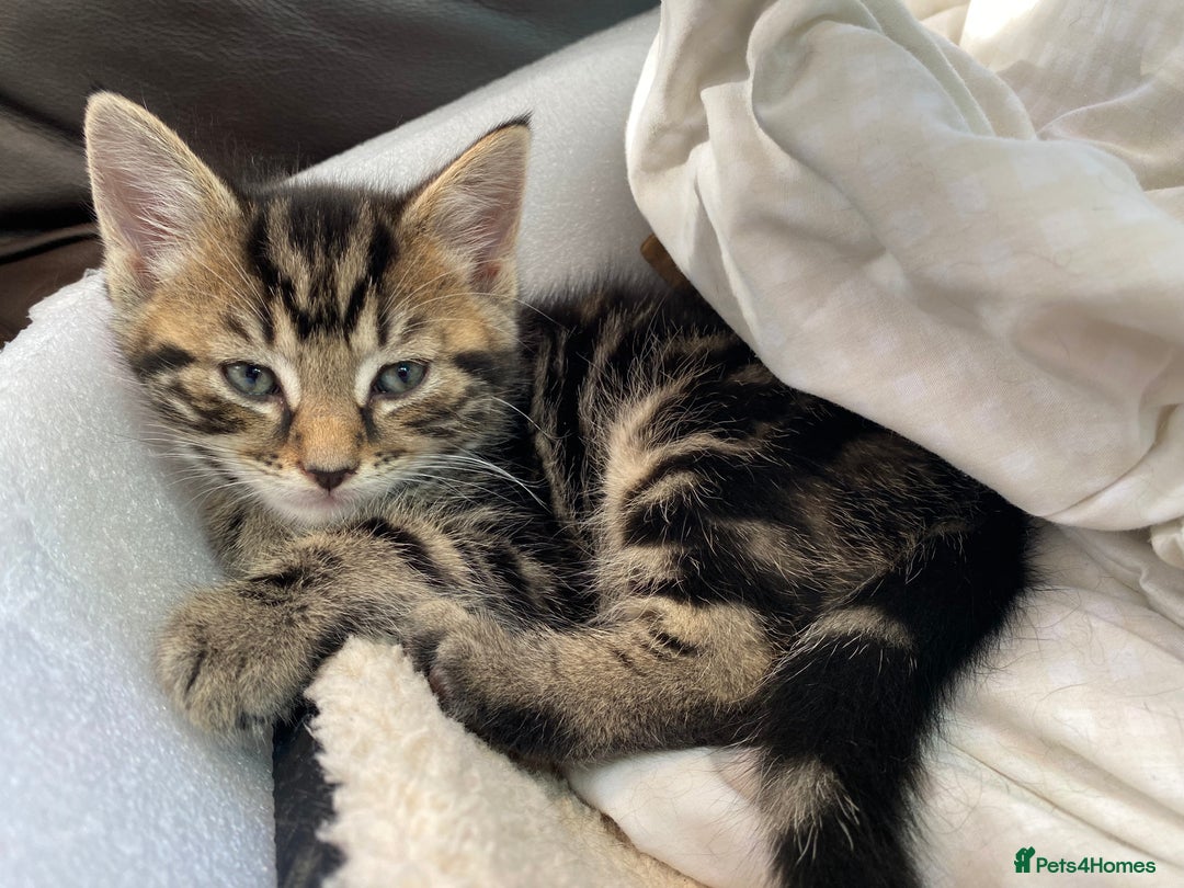Domestic Shorthair cats for sale: 5 gorgeous little kittens looking for new homes - Image 13