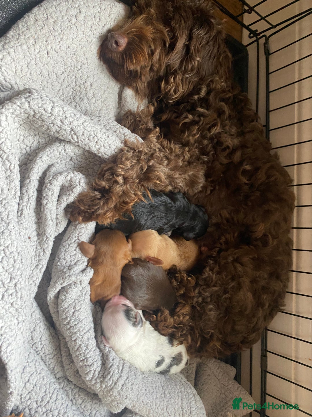 Cockapoo dogs for sale: F2 Cockapoo pups  - Image 21