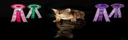 Bengal cats for sale: Champion bloodline Bengal kittens - Advert 1