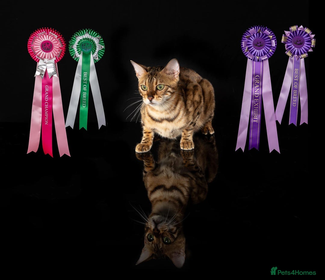 Bengal cats for sale: Champion bloodline Bengal kittens - Advert 1