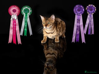 Bengal cats Champion bloodline Bengal kittens - Advert 2