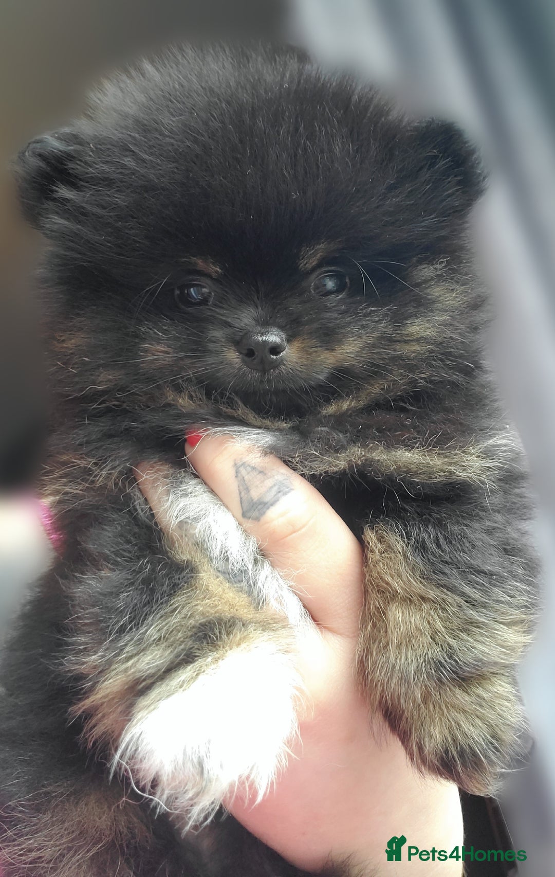 Pomeranian dogs for stud: Kc Pomeranian For Stud Duties - Advert 16