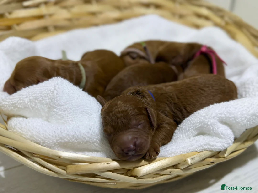 Cavapoo dogs for sale: Stunning f1b cavapoos - DNA tested parents  in Luton - Advert 2