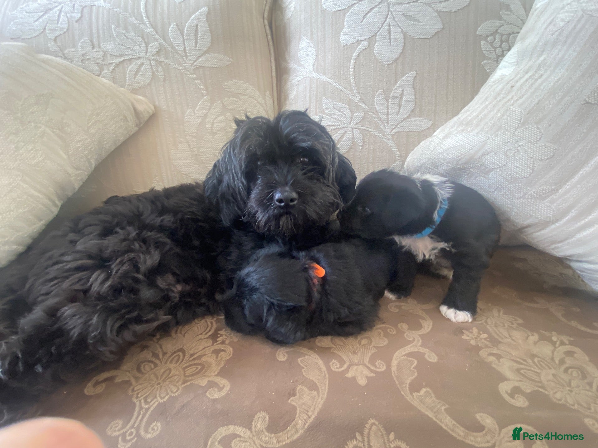 Mixed Breed dogs SHIH TZU × JACK RUSSELL PUPS— READY NEXT WEEK!  - Advert 2