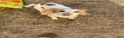 Mixed Breed dogs for sale: Cocker spaniel x collie puppies - Advert 2