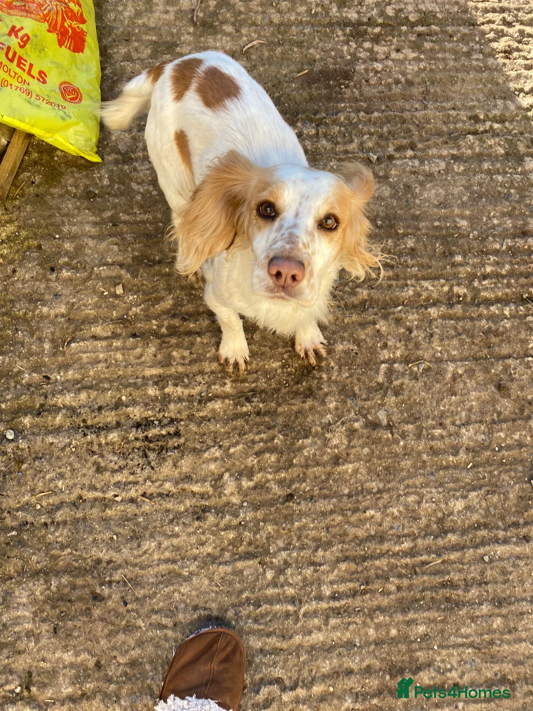 Mixed Breed dogs for sale: Cocker spaniel x collie puppies - Advert 2