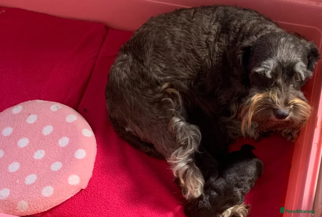 Miniature Schnauzer dogs for sale: 5*Licensed RKC Chocolate Schnauzers H/T  - Advert 22