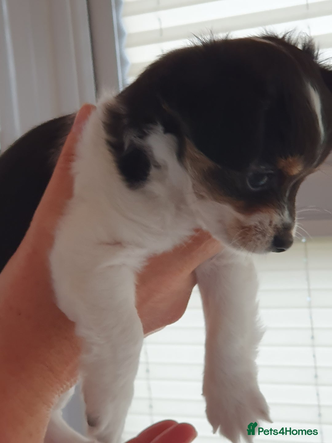 Chiweenie dogs for sale: Chihuahua pups - Image 5