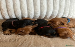 Cavalier King Charles Spaniel dogs for sale: 🐾 KC Registered Health Tested Puppies 🐾 - Image 9