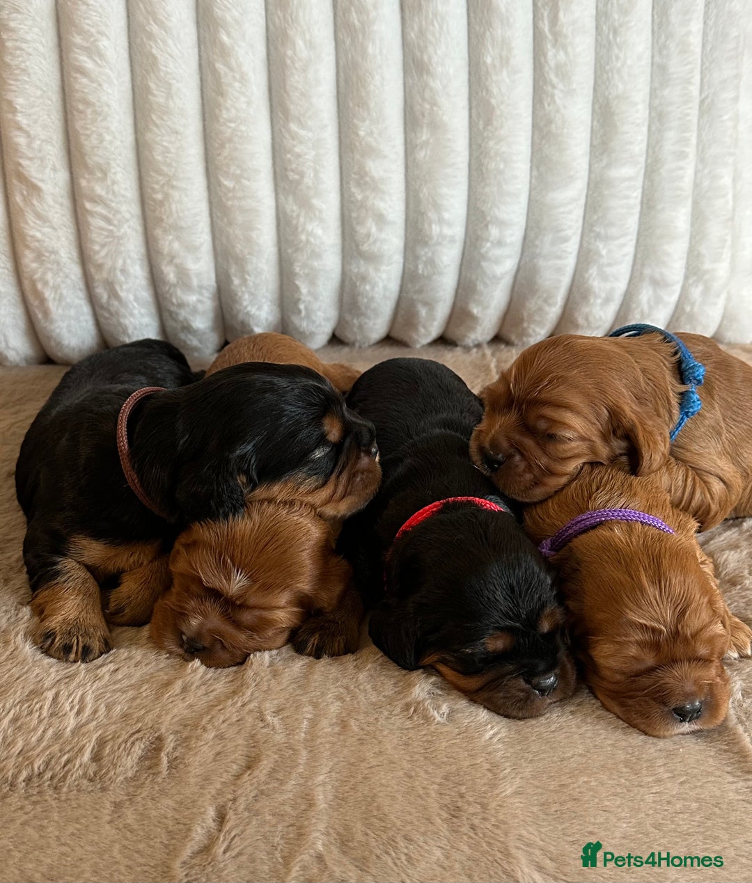 Cavalier King Charles Spaniel dogs for sale: 🐾 KC Registered Health Tested Puppies 🐾 - Image 9