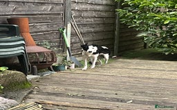 Border Collie dogs for sale: Nellie - Image 3