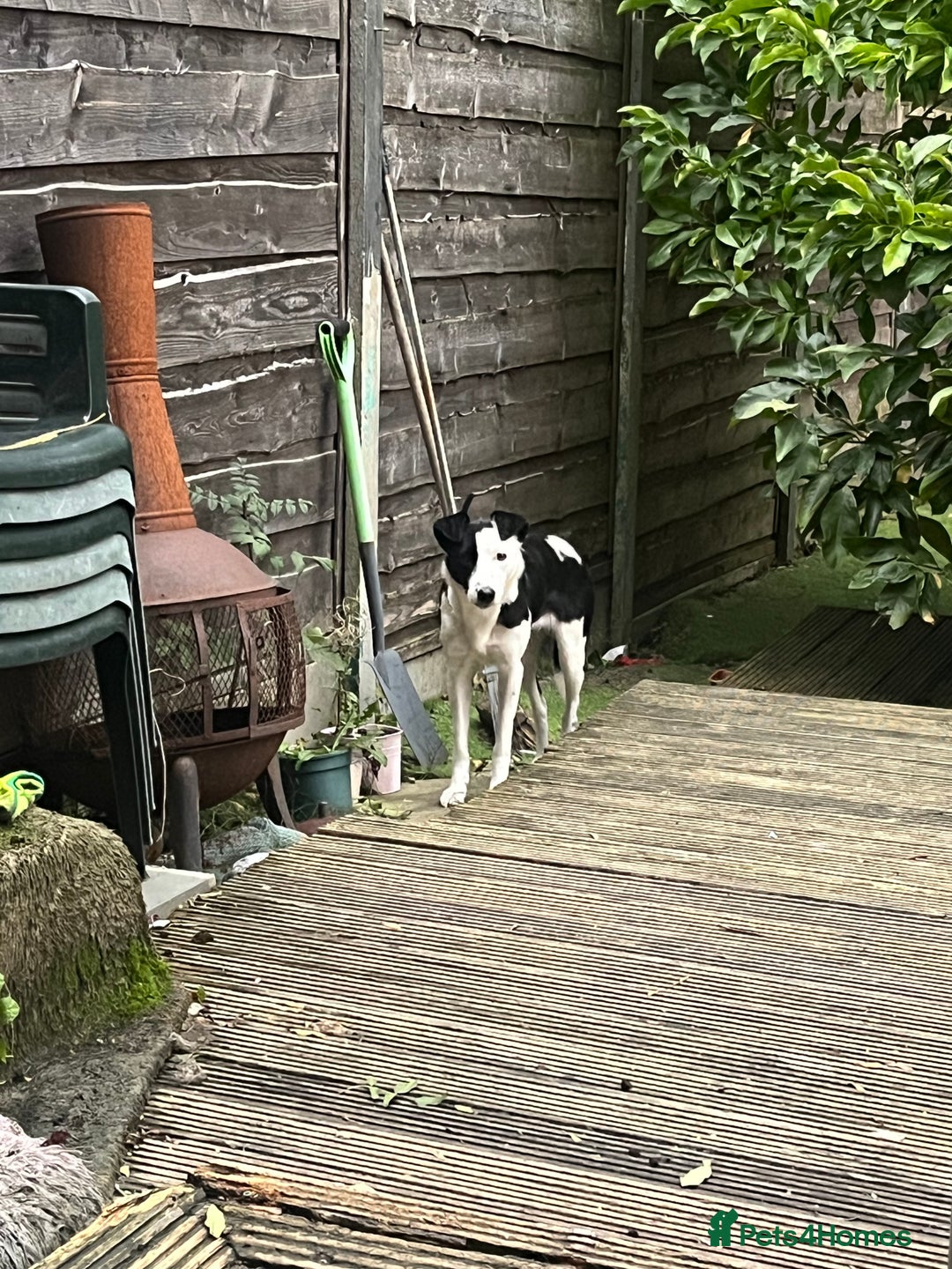 Border Collie dogs for sale: Nellie - Image 3