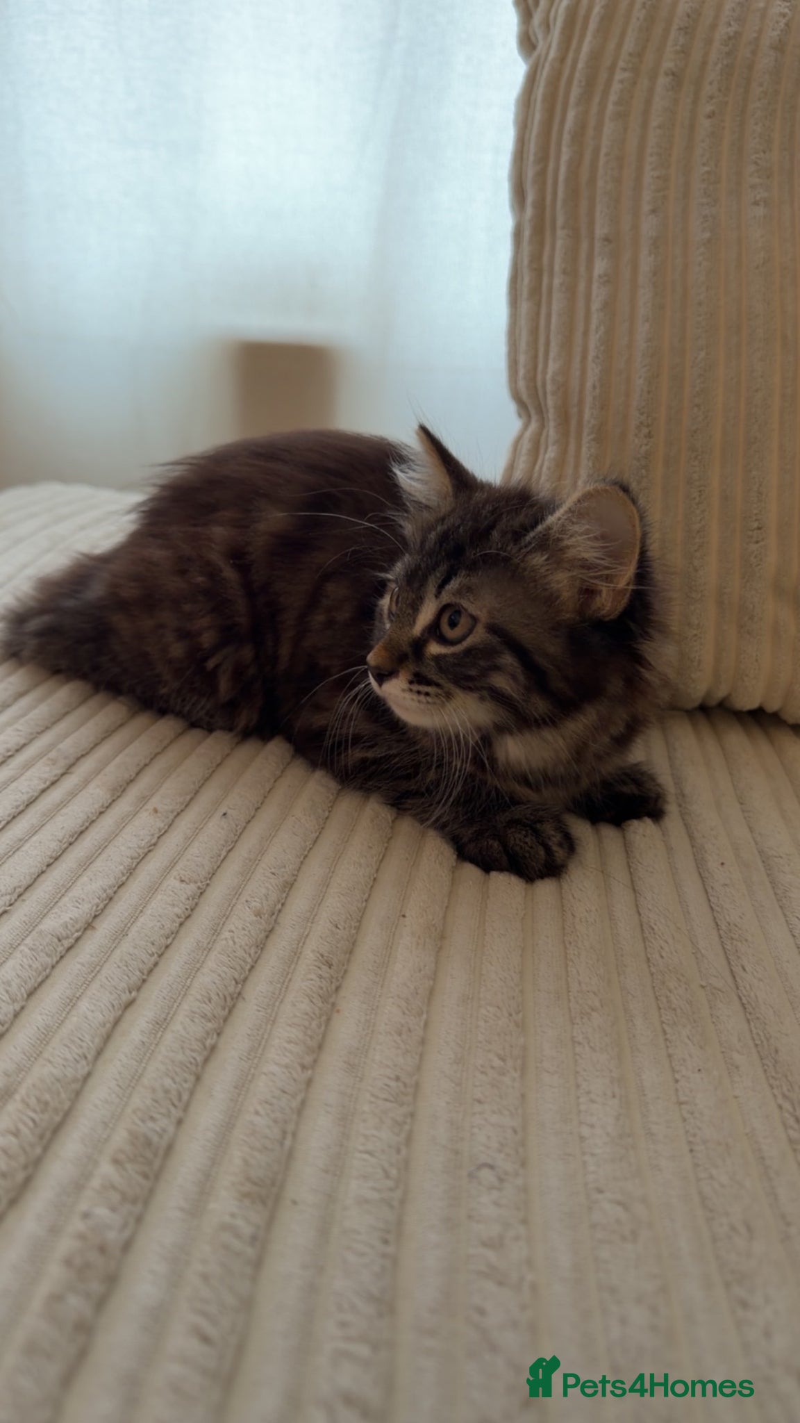 Mixed Breed cats for sale: One female kitten left  - Advert 1