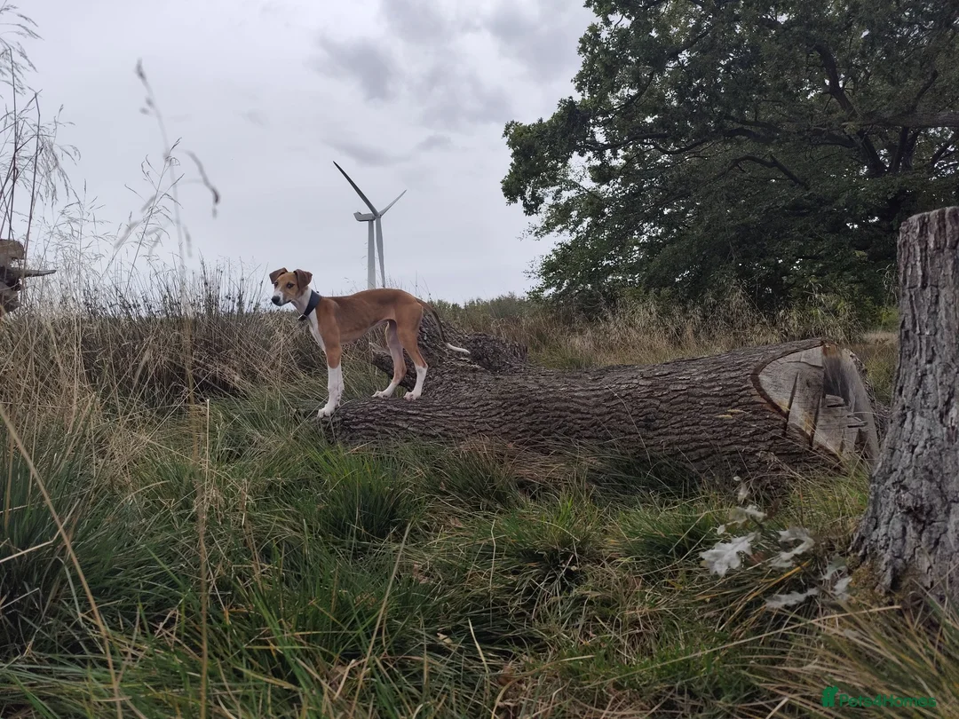 Mixed Breed dogs for sale: Saluki greyhound  in Stanley - Advert 2