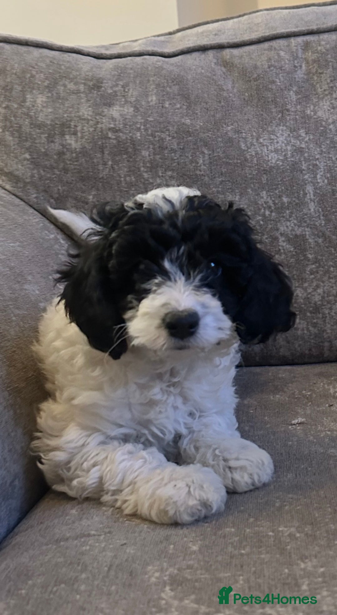 Cockapoo dogs for sale: Beautiful cockapoos for sale - Advert 17