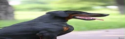 Dobermann dogs for sale: WAITLIST 2026 CEZARBLUE KC LICENSED BREEDER ⭐️ - Advert 11