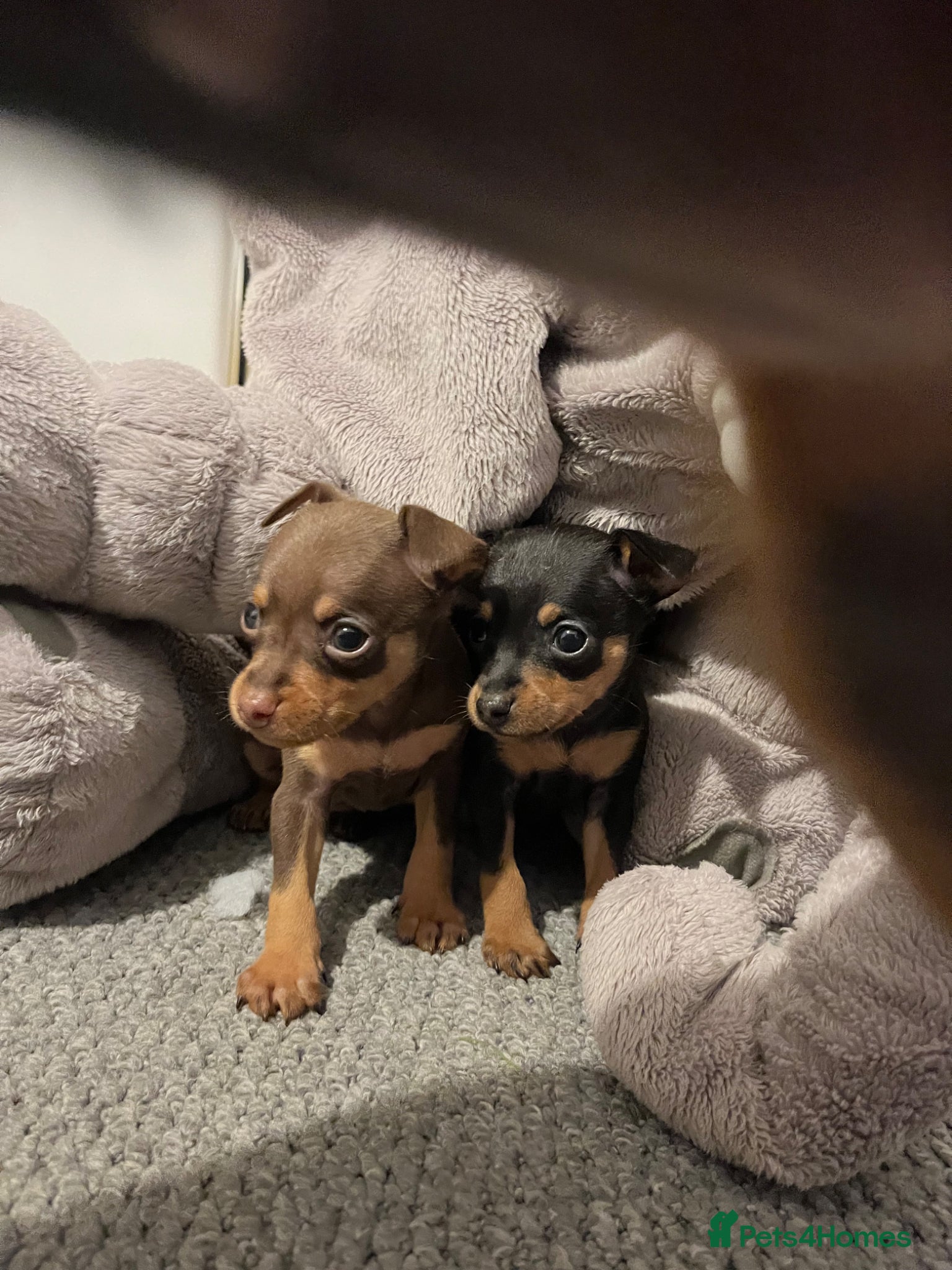 Miniature Pinscher dogs Beautiful 5generation pedigree min pin pupp - Advert 2