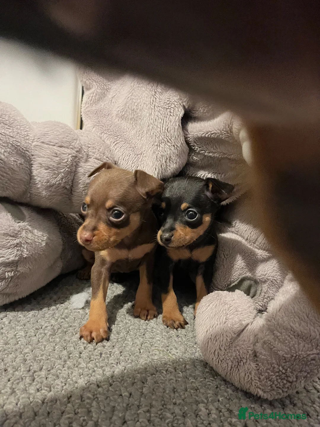 Miniature Pinscher dogs for sale: Beautiful 5generation pedigree min pin pupp - Advert 2