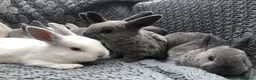 Rex rabbits for sale: Beautiful Purebreed Velvet Mini Rex rabbits - Advert 18