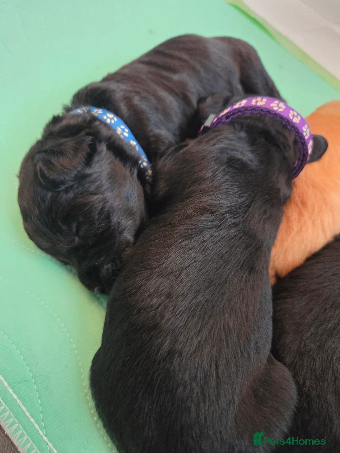 Labradoodle dogs for sale: Labrodoodle Puppies - Advert 11